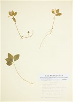 藏品(少葉遠志)的圖片